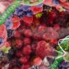 Frutti di bosco - immagine 2
