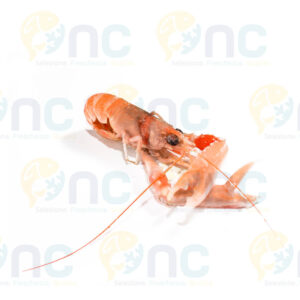 SCAMPI