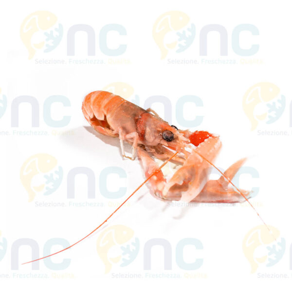 SCAMPI